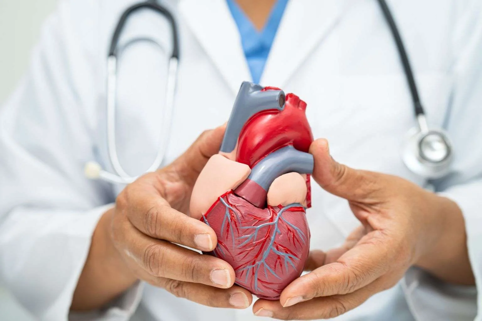 Cardiologist holding an anatomical heart model during a consultation